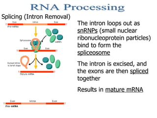 Central Dogma and Protein Synthesis | PPT