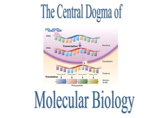 The Central Dogma of  Molecular Biology                                                                                                                                         