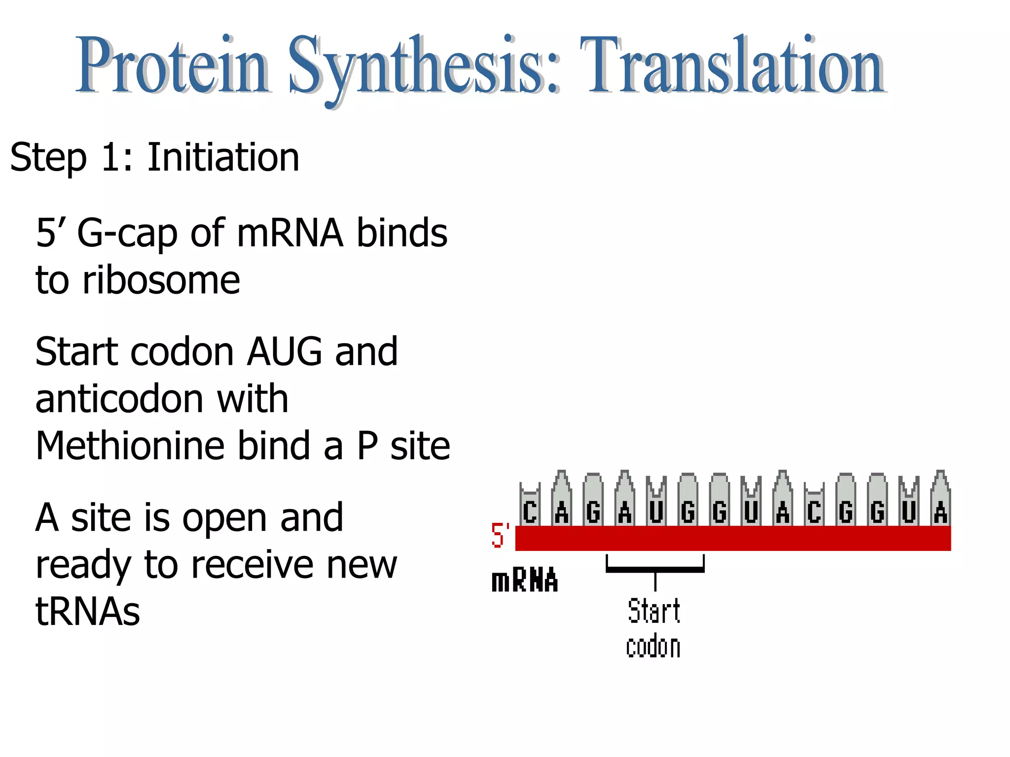 Protein Synthesis: Translation Step 1: Initiation 5’ G-cap of mRNA binds to ribosome Start codon AUG and anticodon with Methionine bind a P site A site is open and ready to receive new tRNAs 