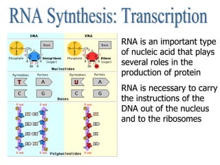 RNA Sytnthesis: Transcription RNA is an important type of nucleic acid that plays several roles in the production of prote...