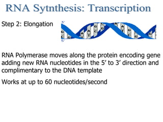 RNA Sytnthesis: Transcription Step 2: Elongation RNA Polymerase moves along the protein encoding gene adding new RNA nucle...