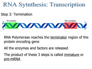 RNA Sytnthesis: Transcription Step 3: Termination RNA Polymerase reaches the  terminator  region of the protein encoding g...
