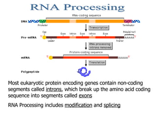 RNA Processing Most eukaryotic protein encoding genes contain non-coding segments called  introns , which break up the ami...