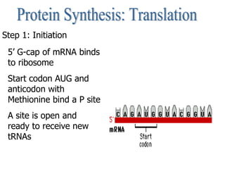 Protein Synthesis: Translation Step 1: Initiation 5’ G-cap of mRNA binds to ribosome Start codon AUG and anticodon with Me...