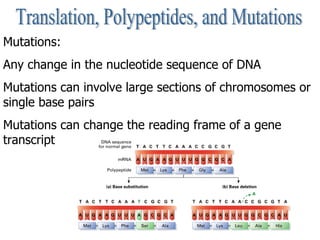 Translation, Polypeptides, and Mutations Mutations:  Any change in the nucleotide sequence of DNA Mutations can involve la...