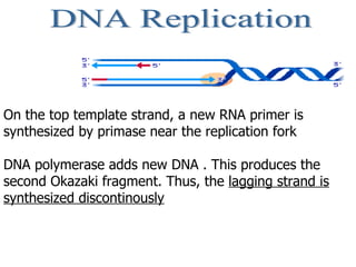 DNA Replication On the top template strand, a new RNA primer is synthesized by primase near the replication fork  DNA poly...