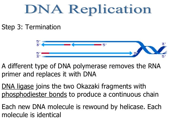 Central Dogma Of Dna