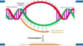 Protein Function Dna Graph Comprehensive Guide to DNA Structure, Function, and Protein Synthesis | PDF