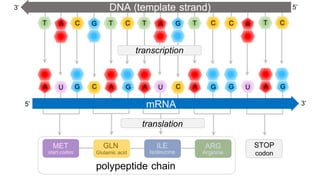 Protein Function Dna Graph Comprehensive Guide to DNA Structure, Function, and Protein Synthesis | PDF