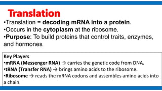 Comprehensive Guide to DNA Structure, Function, and Protein Synthesis | PDF
