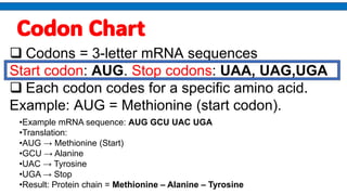Comprehensive Guide to DNA Structure, Function, and Protein Synthesis | PDF