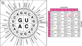 Comprehensive Guide to DNA Structure, Function, and Protein Synthesis | PDF
