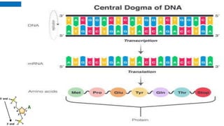 Protein Function Dna Graph Comprehensive Guide to DNA Structure, Function, and Protein Synthesis | PDF