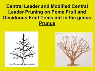 Central Leader and Modified Central
Leader Pruning on Pome Fruit and
Deciduous Fruit Trees not in the genus
Prunus
 