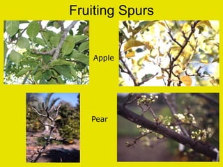 Central leader-modified-central-leader-pruning-presentation | PDF