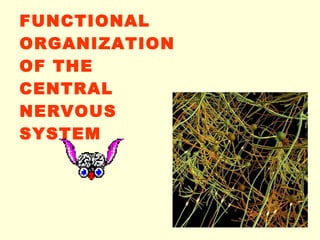 FUNCTIONAL ORGANIZATION OF THE CENTRAL NERVOUS SYSTEM 