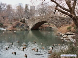 The pond
 