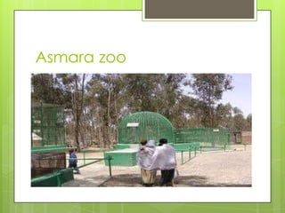 Asmara zoo
 