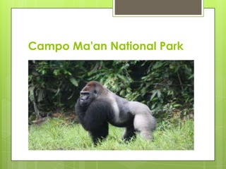 Campo Ma'an National Park
 
