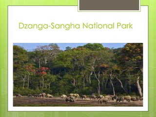 Dzanga-Sangha National Park
 