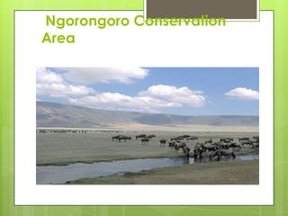 Ngorongoro Conservation
Area
 