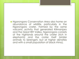  Ngorongoro Conservation Area also home an
abundance of wildlife, particularly in the
Ngorongoro crater. Formed by the same
volcanic activity that generated Kilimanjaro
and the Great Rift Valley, Ngorongoro consists
of the highlands around the crater (rich in
elephants) and the crater itself (similar
animals to Serengeti, but at higher densities
and with a small population of black rhino).
 