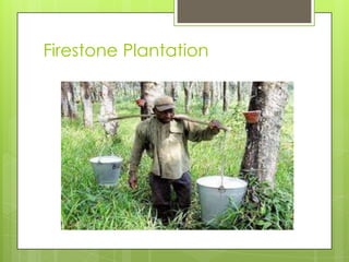 Firestone Plantation
 