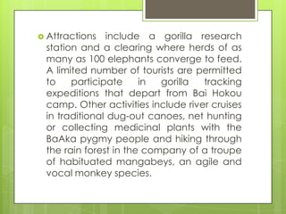  Attractions include a gorilla research
station and a clearing where herds of as
many as 100 elephants converge to feed.
A limited number of tourists are permitted
to participate in gorilla tracking
expeditions that depart from Bai Hokou
camp. Other activities include river cruises
in traditional dug-out canoes, net hunting
or collecting medicinal plants with the
BaAka pygmy people and hiking through
the rain forest in the company of a troupe
of habituated mangabeys, an agile and
vocal monkey species.
 