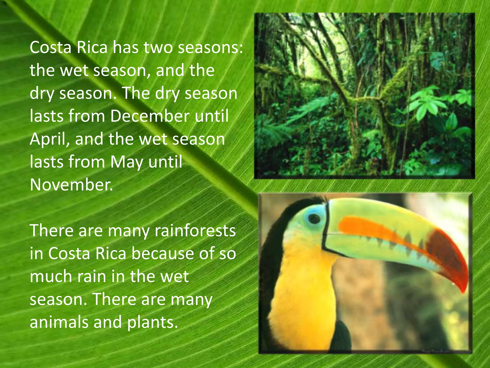 Costa Rica has two seasons:
the wet season, and the
dry season. The dry season
lasts from December until
April, and the wet season
lasts from May until
November.

There are many rainforests
in Costa Rica because of so
much rain in the wet
season. There are many
animals and plants.
 