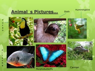 Hummingbird
    Animal s Pictures…         Sloth



T
u
c
a
n




P
i
r
a
n
h
a
                                       Caiman
             Morphobutterlfy
 