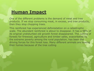 Human Impact
One of the different problems is the demand of meat and tree
products. If we stop consuming meat, in excess, and tree products,
then they stop chopping trees.
This rainforest has experienced deforestation on a catastrophic
scale. The abundant rainforest is about to disappear. It has a 98% of
its original undisturbed old growth forest disappeared. The cutting of
forests for firewood, agriculture and timber sales, exacerbated by
the extreme poverty among the rural population, has been the
driving forces for this forest loss. Many different animals are loosing
their homes because of the tree cutting
 