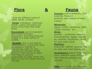 Flora                             &              Fauna
                                        Insects: morphobutterfly, Julia
                                        butterfly, Monarch
There are different types of            butterfly, and millions of other
trees, lianas, orchids.
                                        insects.
 Vines: mahogany, rosewood,
durian, cassia and palms are            Mammals:
some of the trees that habit            jaguar, ocelot, opossums, sloth,
there.                                   spider monkey, etc.
Bromeliads are an important             Birds:
part of the rainforest                  quetzal, , curassows, hoatzins,
ecosystem, providing food and           hummingbirds, eagles, ovenbir
shelter to a wide variety of
wildlife.                               ds, antbirds, flycatchers, touca
                                        ns, and many more.
 Orchids have a rare feature
among plants, in that they have         Reptiles:
developed a method of                   anaconda, caiman, iguanas, liza
maintaining water by only               rd, boas and coral snakes, etc.
opening the stomata (small
holes) in their leaves at night.        Amphibians: poison frogs and
This helps to prevent                   many different types of frogs
evaporation of water within the         from different species and
plant during the hottest parts of
the day.                                animals.


                                        Fish: electric eel, piranha, and
 