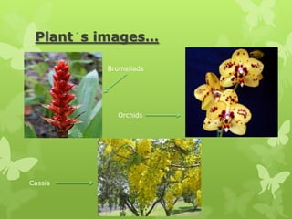 Plant s images…

         Bromeliads




           Orchids




Cassia
 