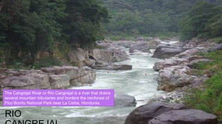 RIO
The Cangrejal River or Río Cangrejal is a river that drains
several mountain tributaries and borders the rainforest of
Pico Bonito National Park near La Ceiba, Honduras.
 