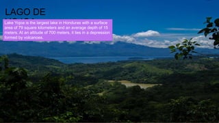 LAGO DE
YOJOALake Yojoa is the largest lake in Honduras with a surface
area of 79 square kilometers and an average depth of 15
meters. At an altitude of 700 meters, it lies in a depression
formed by volcanoes.
 