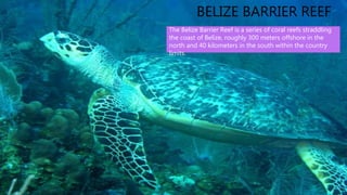 • San Pedro is a town on the southern
part of the island of Ambergris Caye in
the Belize District of the nation of
Belize, in Central America. According to
2015 mid-year estimates, the town has
a population of about 16,444.
BELIZE BARRIER REEF
The Belize Barrier Reef is a series of coral reefs straddling
the coast of Belize, roughly 300 meters offshore in the
north and 40 kilometers in the south within the country
limits.
 