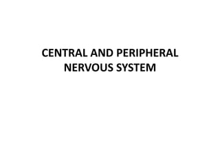 CENTRAL AND PERIPHERAL 
NERVOUS SYSTEM 
 