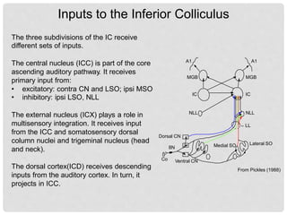 central auditory pathway.pptx