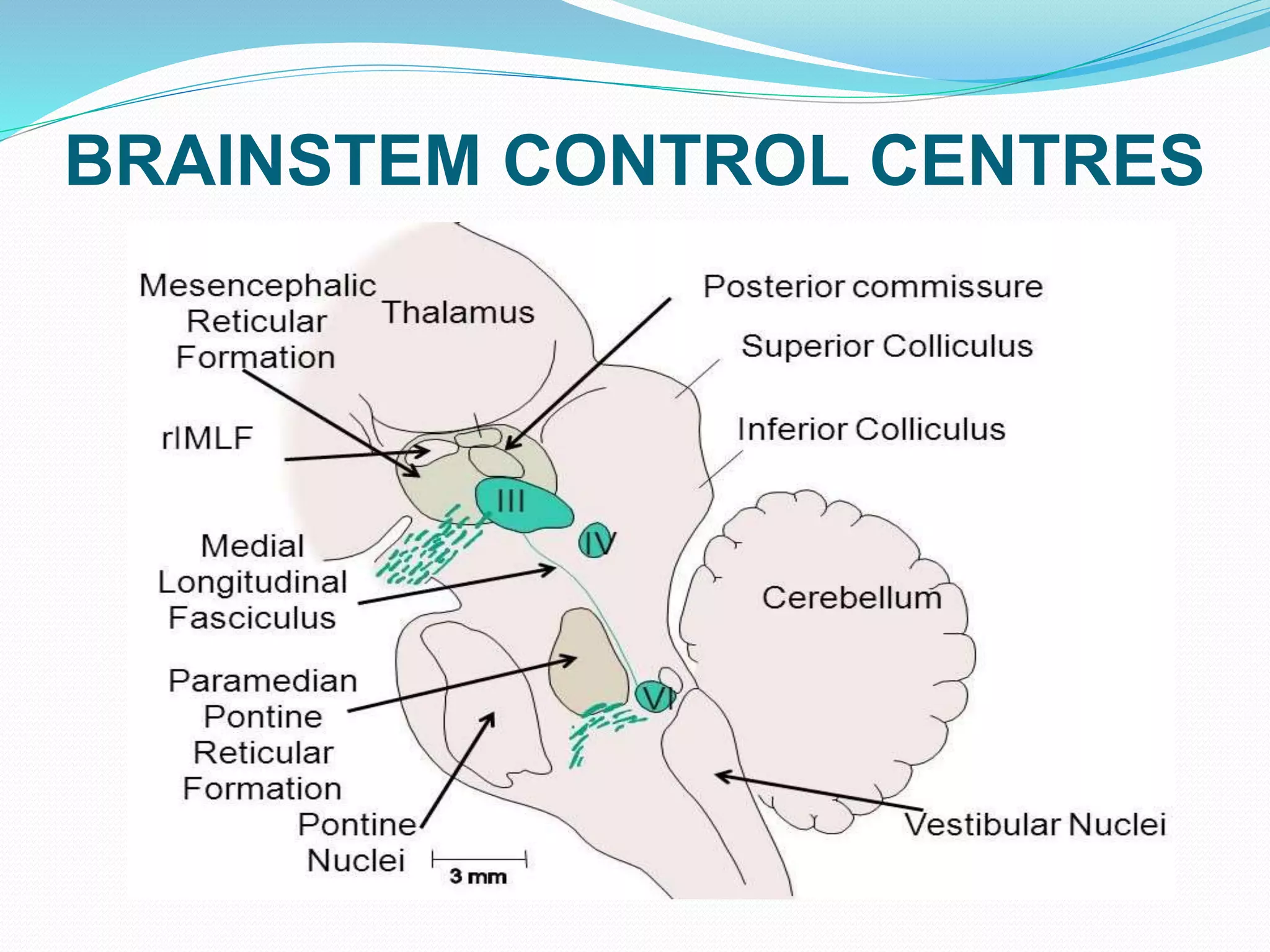 BRAINSTEM CONTROL CENTRES
 