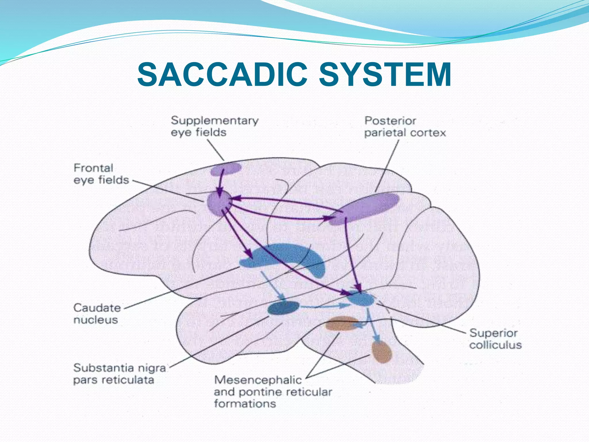 SACCADIC SYSTEM
 