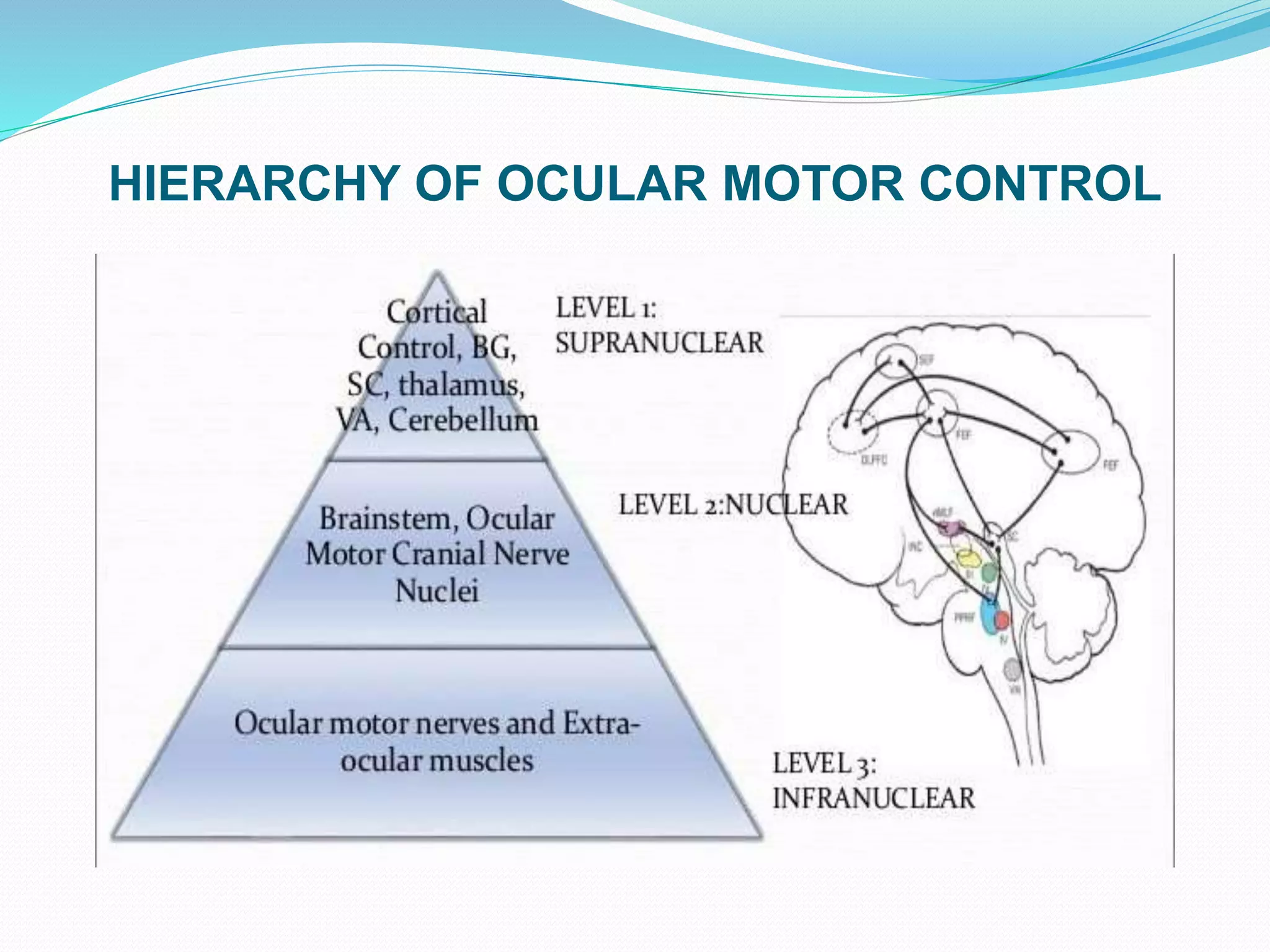 HIERARCHY OF OCULAR MOTOR CONTROL
 