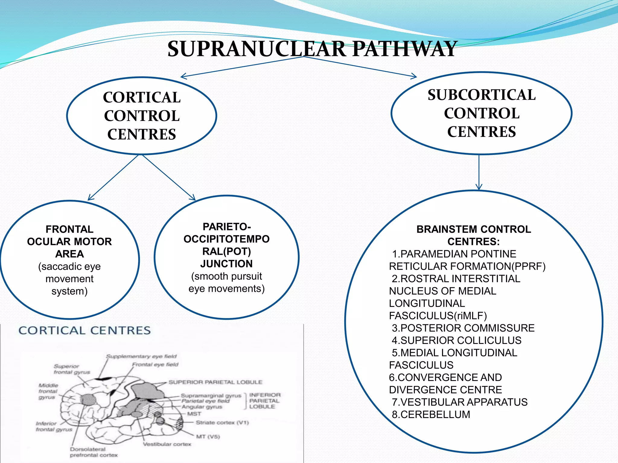 SUPRANUCLEAR PATHWAY
CORTICAL
CONTROL
CENTRES
SUBCORTICAL
CONTROL
CENTRES
FRONTAL
OCULAR MOTOR
AREA
(saccadic eye
movement
system)
PARIETO-
OCCIPITOTEMPO
RAL(POT)
JUNCTION
(smooth pursuit
eye movements)
BRAINSTEM CONTROL
CENTRES:
1.PARAMEDIAN PONTINE
RETICULAR FORMATION(PPRF)
2.ROSTRAL INTERSTITIAL
NUCLEUS OF MEDIAL
LONGITUDINAL
FASCICULUS(riMLF)
3.POSTERIOR COMMISSURE
4.SUPERIOR COLLICULUS
5.MEDIAL LONGITUDINAL
FASCICULUS
6.CONVERGENCE AND
DIVERGENCE CENTRE
7.VESTIBULAR APPARATUS
8.CEREBELLUM
 