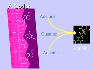 A Codon SUGAR-PHOSPHATE BACKBONE B  A  S  E  S H P O O HO O O CH 2 NH 2 N NH N N H OH P O O HO O O CH 2 NH 2 N N N N H P O OH HO O O CH 2 NH 2 N N N N O Guanine Adenine Adenine Arginine 