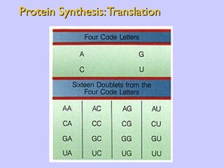 Protein Synthesis: Translation 