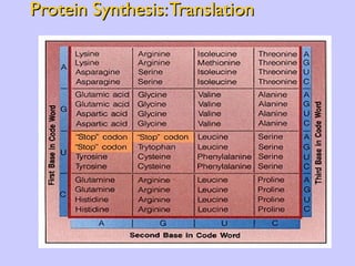 Protein Synthesis: Translation 