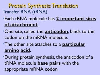 Protein Synthesis: Translation Transfer RNA (tRNA) Each tRNA molecule has  2 important sites of attachment .  One site, called the  anticodon , binds to the codon on the mRNA molecule.  The other site attaches to a  particular amino   acid . During protein synthesis, the anticodon of a tRNA molecule  base pairs  with the appropriate mRNA codon . 