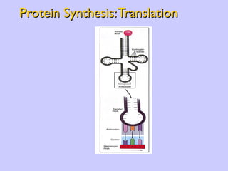 Protein Synthesis: Translation 