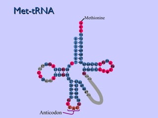 Met-tRNA Methionine U * 9 26 22 23 Pu 16 12 Py 10 25 20:1 G * 17:1 Pu A 20:2 17 13 20 G A 50 51 65 64 63 G 62 52 C Pu 59  A * C Py T 49 39 41 42 31 29 28 Pu * 43 1 27 U 35 38 36 Py * 34 40 30 47:1 47:15 46 Py 47:16 45 44 47 73 C C A 70 71 72 66 67 68 69 3 2 1 7 6 5 4 A C U Anticodon 