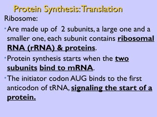 Protein Synthesis: Translation Ribosome: Are made up of  2 subunits, a large one and a smaller one, each subunit contains  ribosomal   RNA (rRNA) & proteins . Protein synthesis starts when the  two subunits   bind to mRNA . The initiator codon AUG binds to the first anticodon of tRNA,  signaling the start of a   protein. 