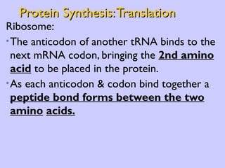 Protein Synthesis: Translation Ribosome: The anticodon of another tRNA binds to the next mRNA codon, bringing the  2nd amino   acid  to be placed in the protein. As each anticodon & codon bind together a  peptide bond forms between the two amino   acids.   